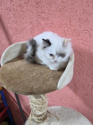 גורה בת 3 חודש אחרונה