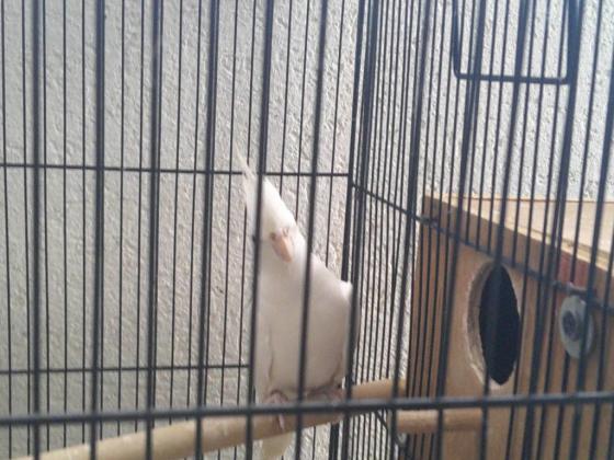 זוג קוקטיילים לבנים יפים ברבייה