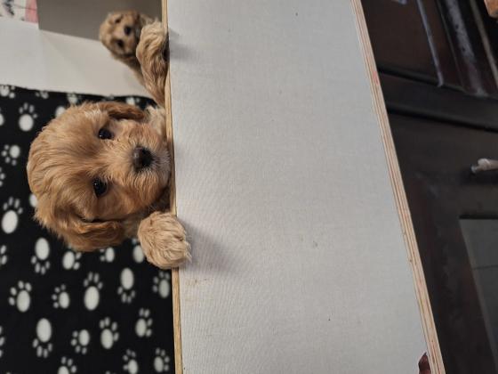 גורי מלטיפו מהממים בני 8