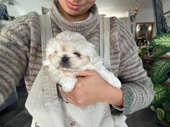 גורים זכרים בני 8 שבועות