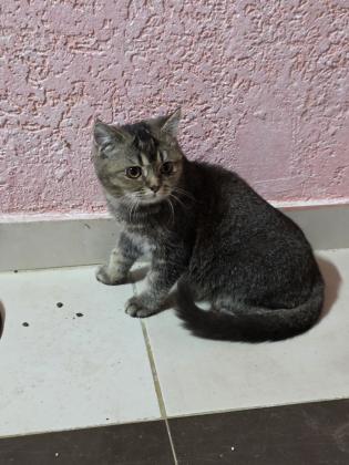 2 גורים סקוטי בני 5 חודש