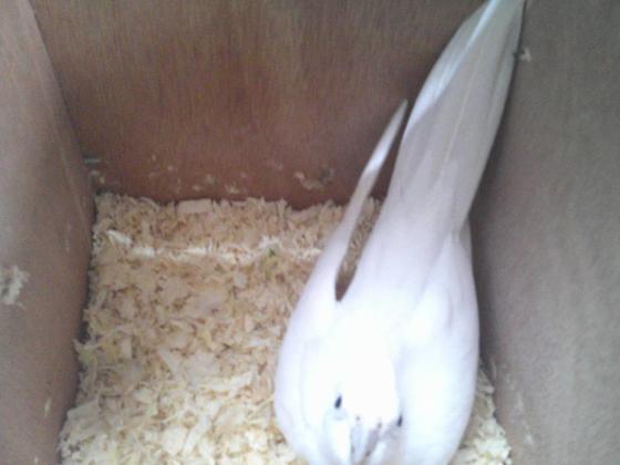 זוג קוקטיילים לבנים יפים ברבייה