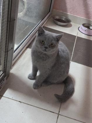 גור בריטי אחרון בן חצי שנה