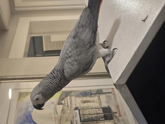 תוכי חכם ופעיל אוהב חברה