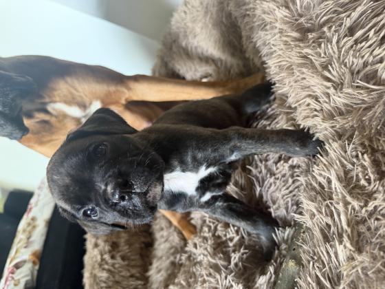 בוקסריות גזעיות מעלפות נישארו שלוש