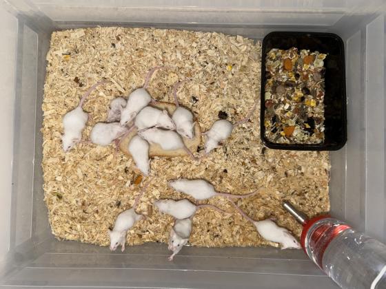 עכברי מעבדה למכירה איסוף מהמרכז