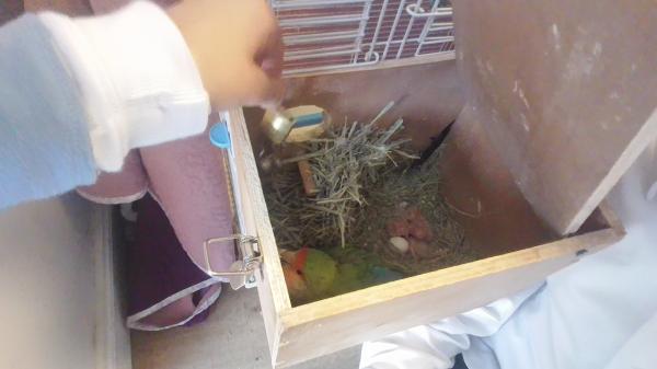 גוזלים ציפורי אהבה יפים וחמודים