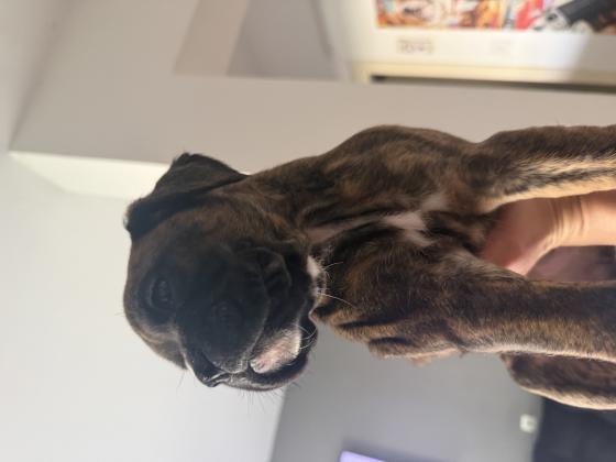 נקבה מהממת מנומרת גיזעית:)