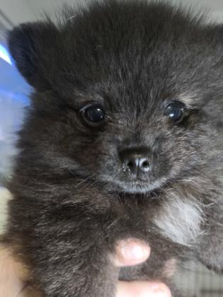 דובי פומרניין