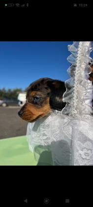 תחש ננסי, ,בני חודשיים,אחרי חיסון