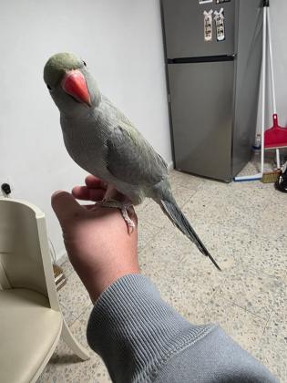 דררה אפורה האכלת יד מושלמת