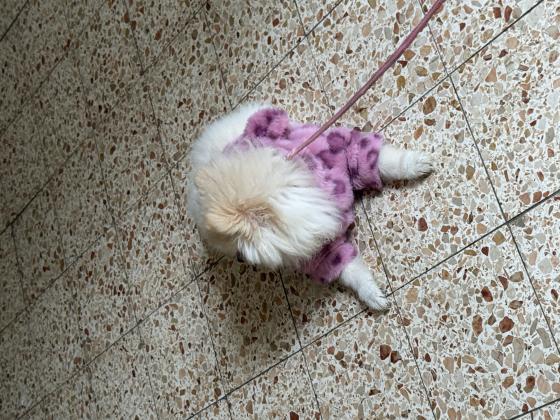 גורה מהממת אוהבת צומת לב