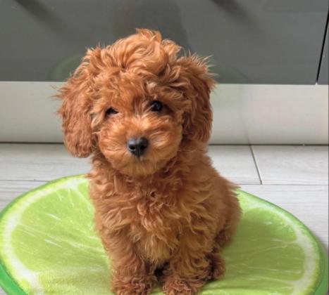 גורים של פודל במחיר מציאה