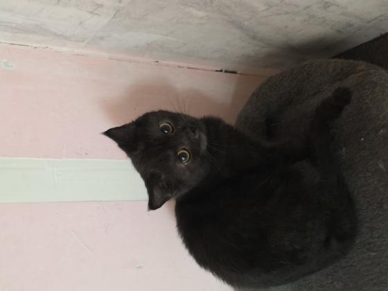 2 גורים סקוטי בני 5 חודש