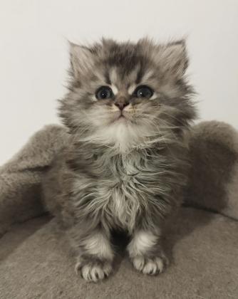 גור היילנד סטרייט מעלףףףףברמה מאוד