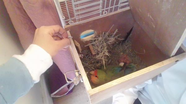 גוזלים ציפורי אהבה יפים וחמודים