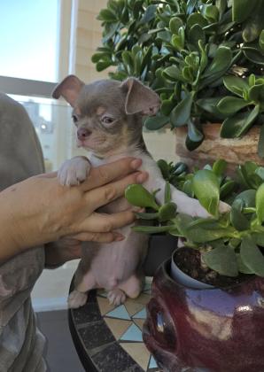 גור צ'וואווה ראש תפוח צבע