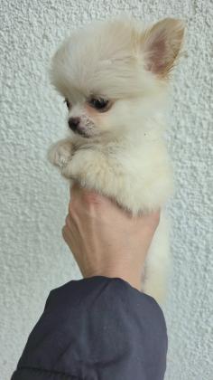 גור ציוואוואה מיני קטן בן