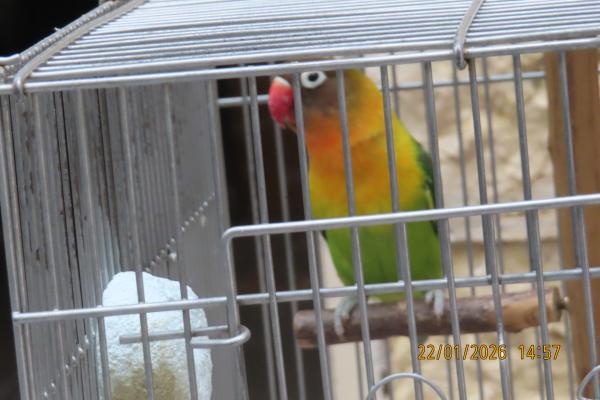 תוכי בן 10 חודשים לא