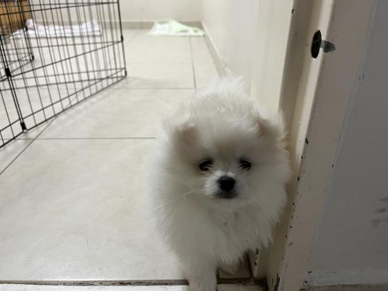 פומרניאן בני חודשיים מחוסנים שני