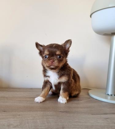 גור צ'יוואווה זכר בצבע שוקולד,