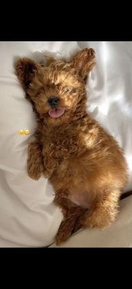 גורים פודל טוי יפייפים כולל חיסונים