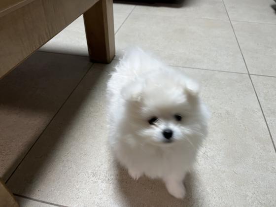 פומרניאן בני חודשיים מחוסנים שני