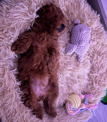 גורים של פודל כולל חיסונים