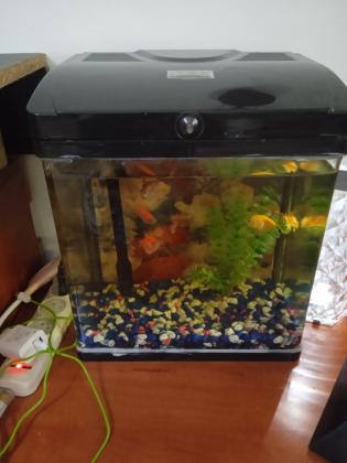 אקווריום עם 4 דגים ,גודל 32 על 22