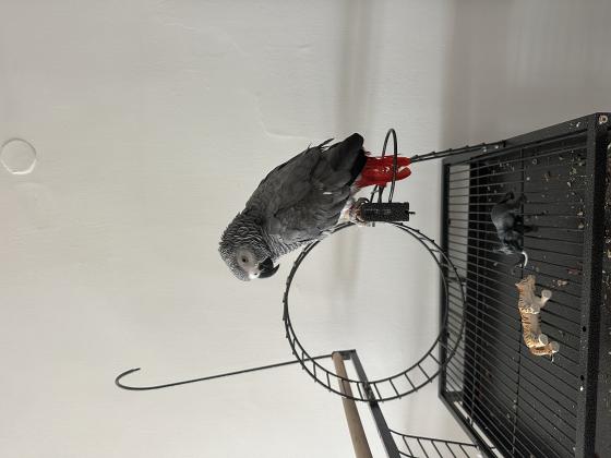 נקבת ג׳אקו בת שנה וחודשיים