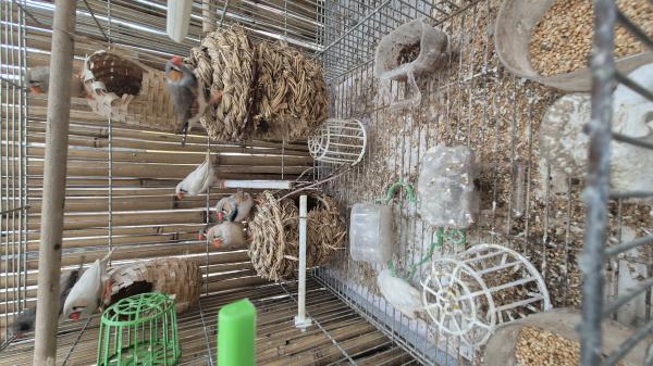 8 פינקים חמודים נולדו אצלי כולם