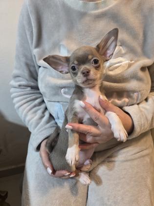 גור צ'וואווה ראש תפוח צבע