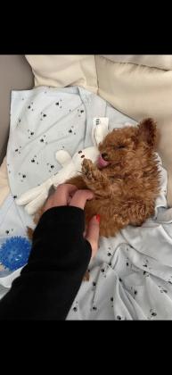 גורים פודל טוי יפייפים כולל חיסונים