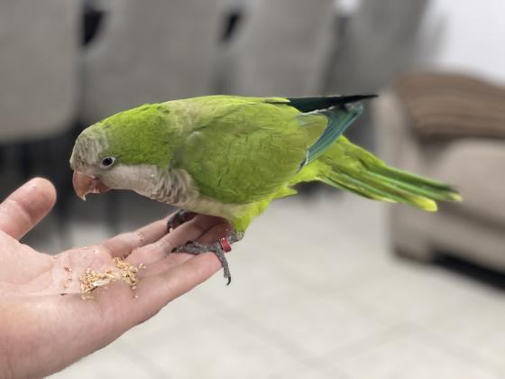 תוכי קוואקר ירוק ומתוק במיוחד,