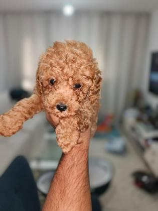 שלושה גורי פודל מתוקים