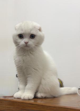 חתול מתוק בן שלוש חודשים