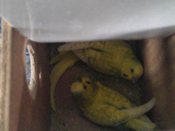 4תוכונים אוסטרלים 2 זוגות