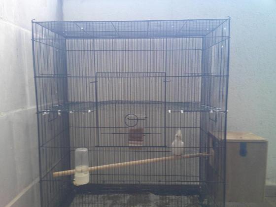 זוג קוקטיילים לבנים יפים ברבייה