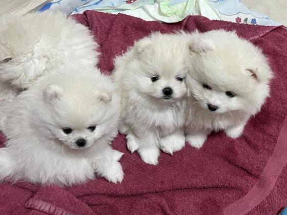 פומרניאן בני חודשיים מחוסנים שני