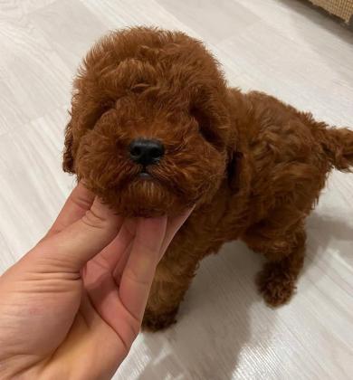 גורים של פודל במחיר מציאה