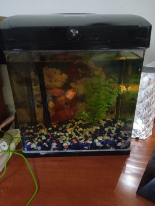 אקווריום עם 4 דגים ,גודל 32 על 22