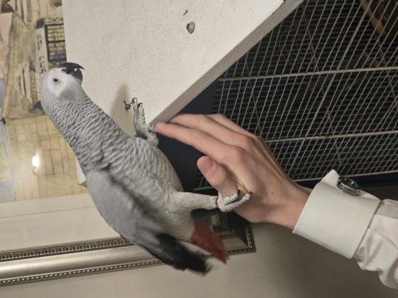 תוכי חכם ופעיל אוהב חברה