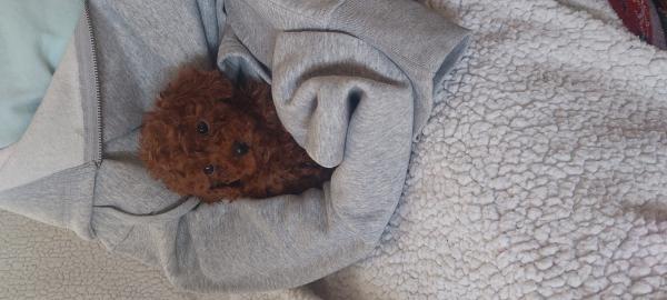 גורי פודל בני חודשיים