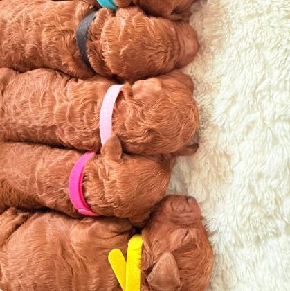 המלטה ביתית של גורי פודל טוי אדומים