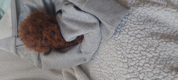 גורי פודל בני חודשיים