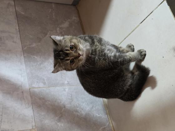 2 גורים סקוטי בני 5 חודש