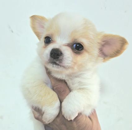 גורי ציוואוואה ננסי זכרים מתוקים