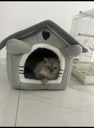 חתול סקוטי רגוע וביתי בן