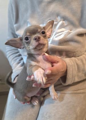 גור צ'וואווה ראש תפוח צבע