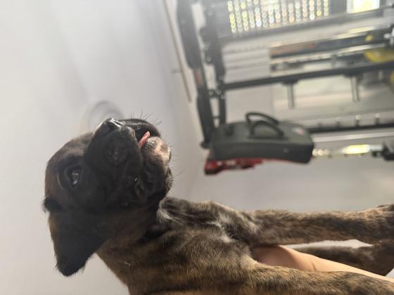 בוקסריות גזעיות מעלפות נישארו שלוש